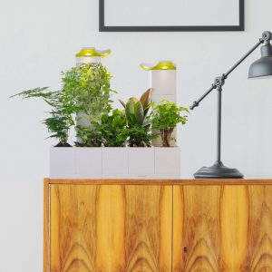 Phillis's Garden |  LeGrow 10221